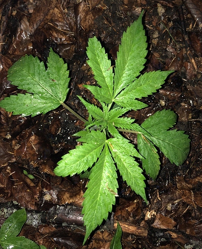 Growreport Bild 48