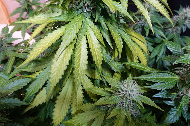 Growreport Bild 16