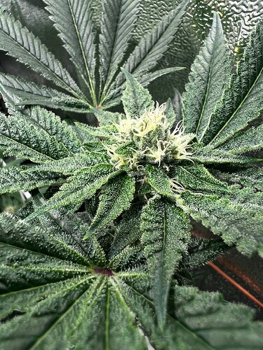 Growreport Bild 5