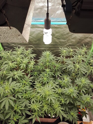 Growreport Bild 2