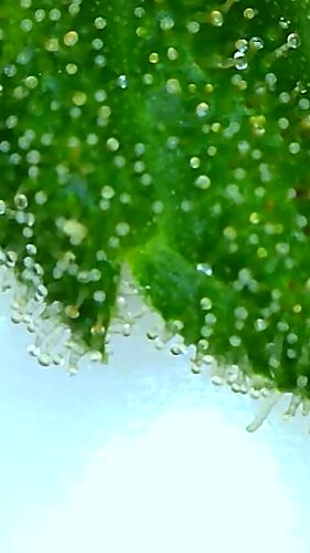 Growreport Bild 5