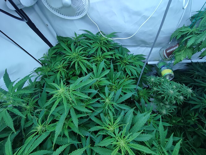 Growreport Bild 30