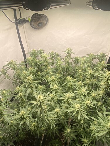Growreport Bild 5
