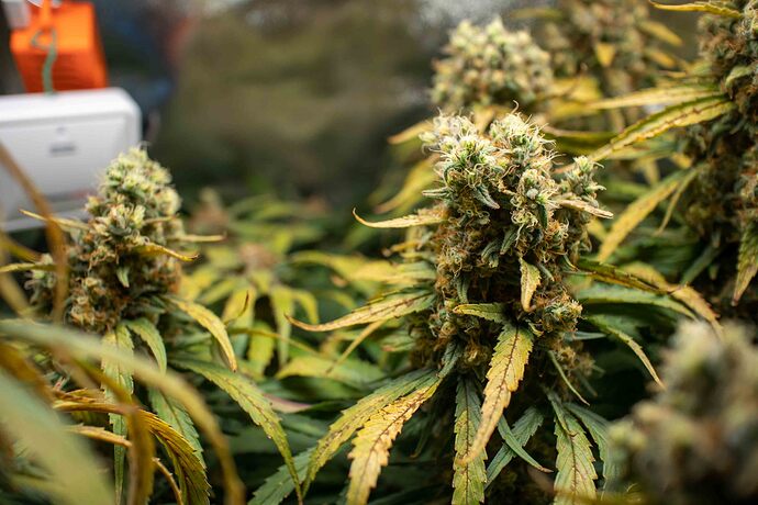 Growreport Bild 12