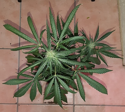 Growreport Bild 2