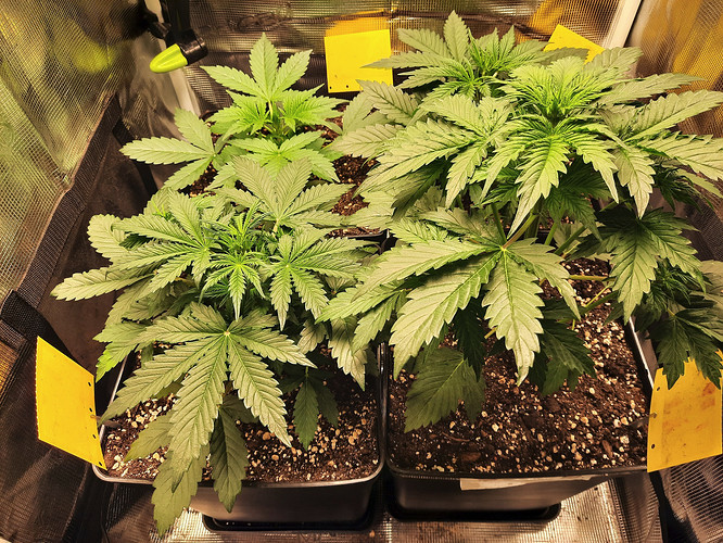 Growreport Bild 1
