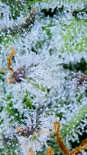 Growreport Bild 27