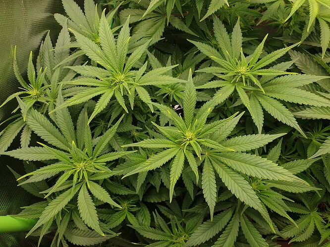 Growreport Bild 4