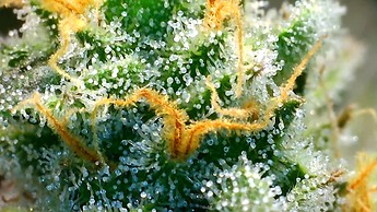 Growreport Bild 14