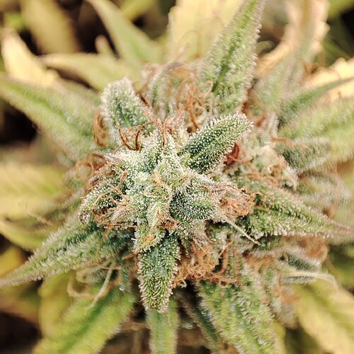 Growreport Bild 4