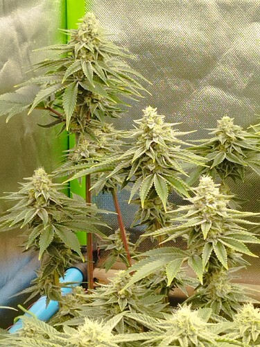 Growreport Bild 1