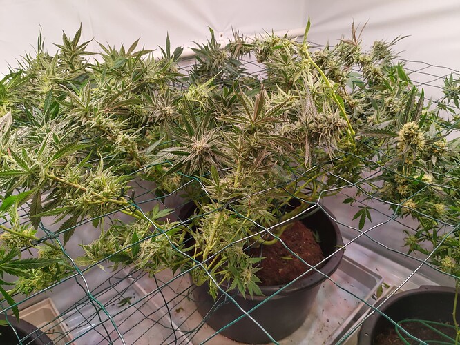 Growreport Bild 1