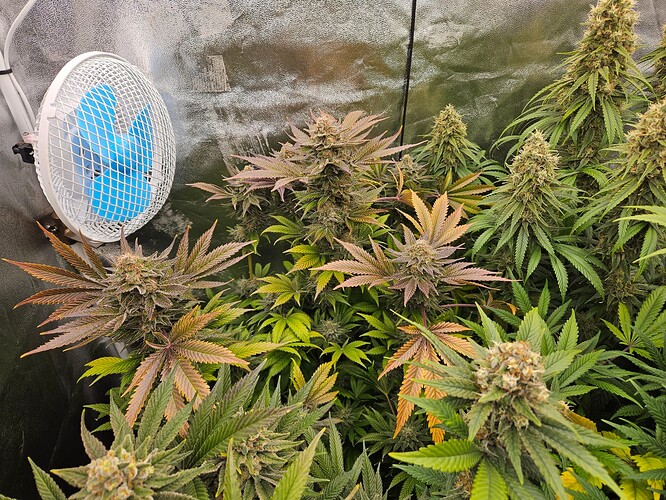 Growreport Bild 62
