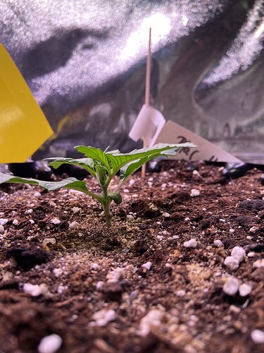Growreport Bild 6