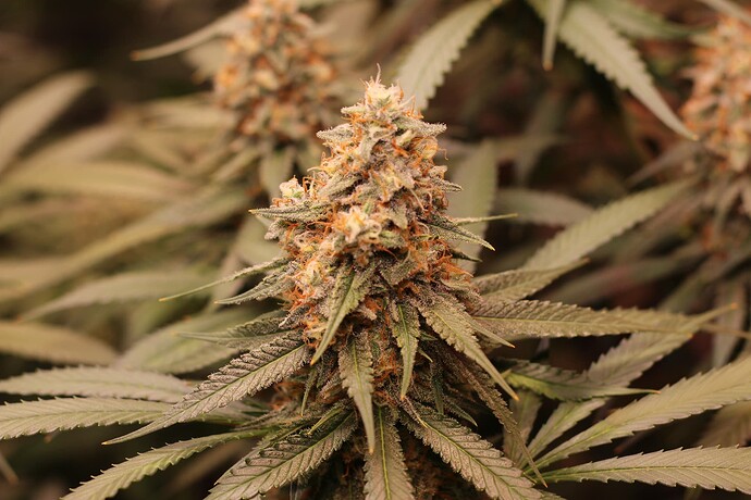Growreport Bild 9