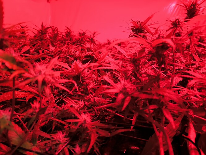 Growreport Bild 6