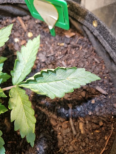Growreport Bild 17