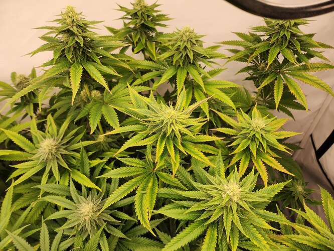 Growreport Bild 5