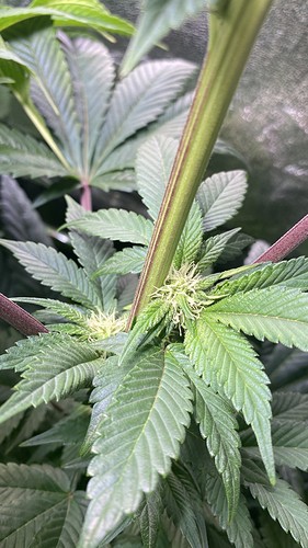 Growreport Bild 15