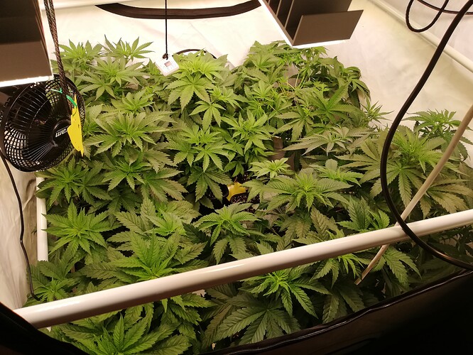 Growreport Bild 3