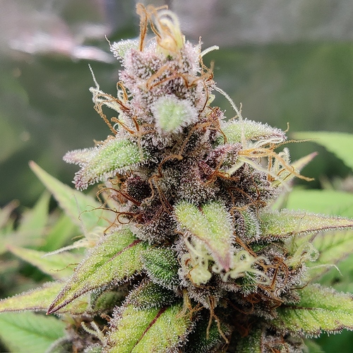 Growreport Bild 10