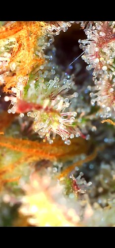 Growreport Bild 3