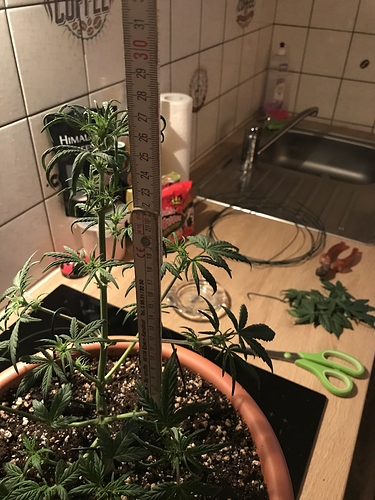 Growreport Bild 6