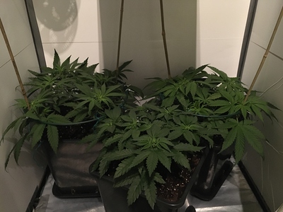 Growreport Bild 13