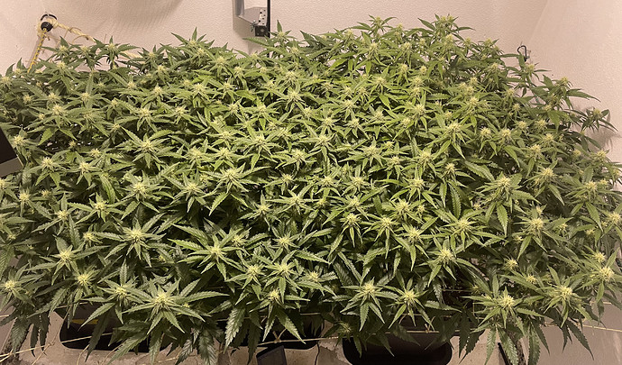 Growreport Bild 3
