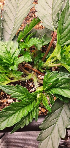 Growreport Bild 5