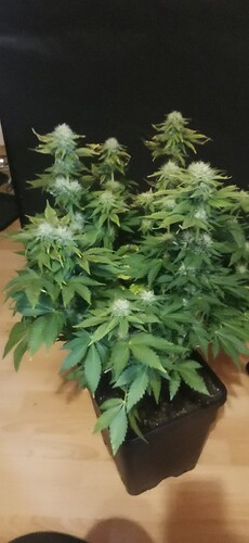 Growreport Bild 26