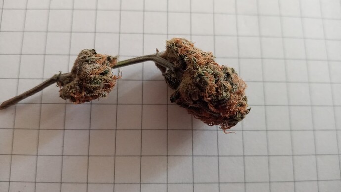 Growreport Bild 7