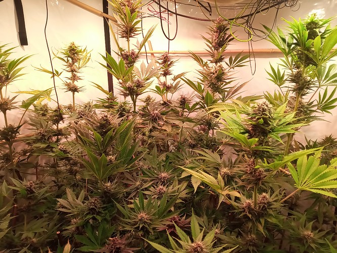 Growreport Bild 55