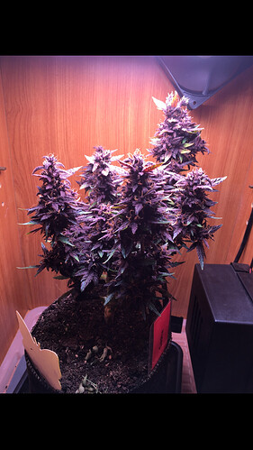Growreport Bild 8