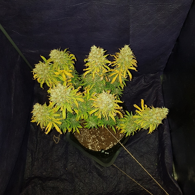 Growreport Bild 7