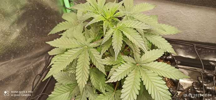 IMG-20230928-WA0001
