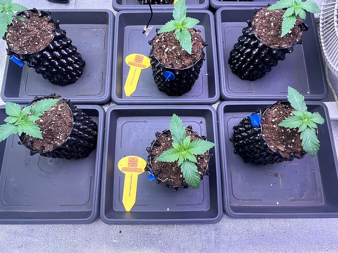Growreport Bild 1