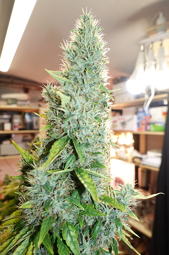 Growreport Bild 23