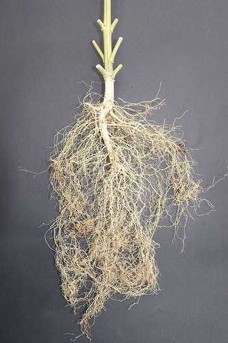 Growreport Bild 10