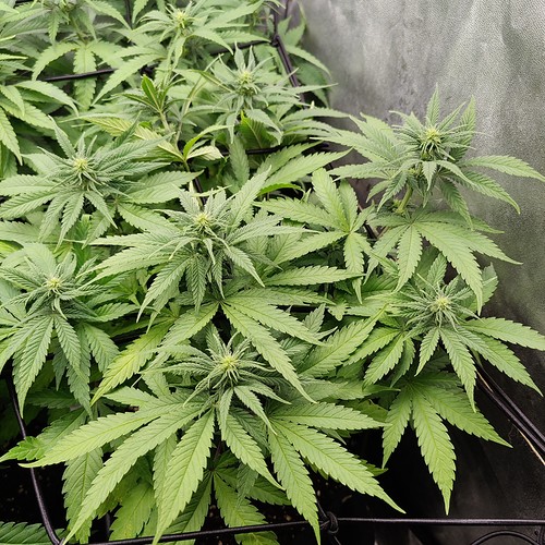 Growreport Bild 5