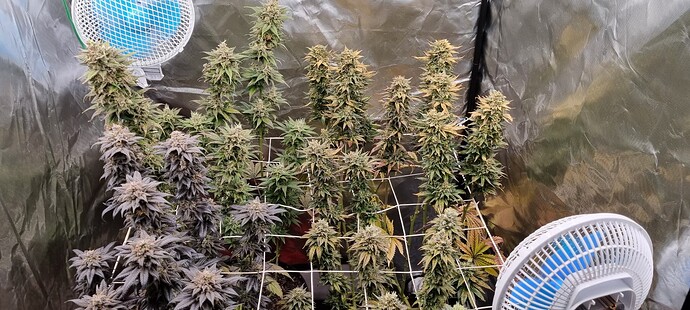 Growreport Bild 6