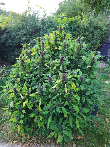 Growreport Bild 1