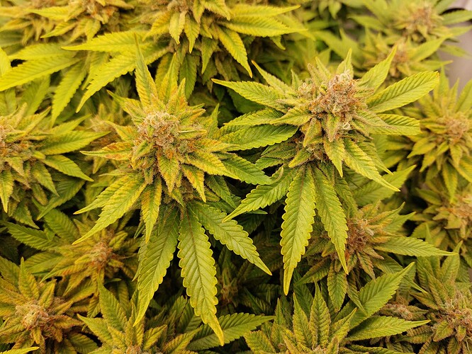 Growreport Bild 17