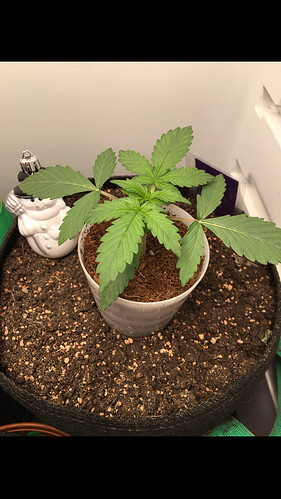 Growreport Bild 9