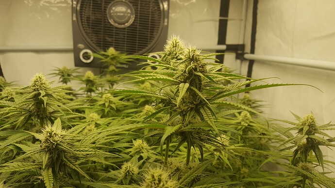 Growreport Bild 3