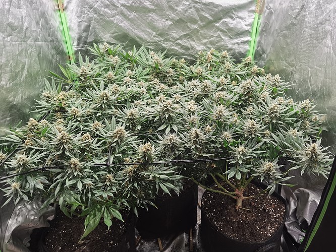 Growreport Bild 4