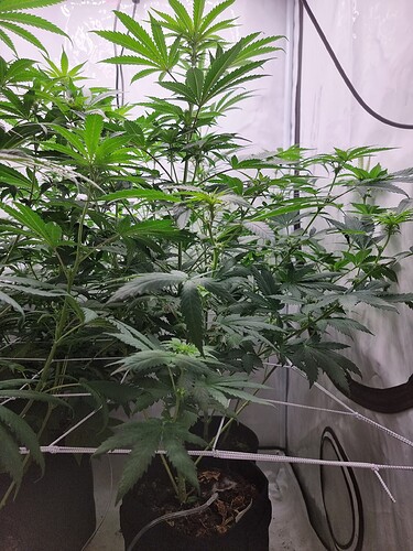 Growreport Bild 87