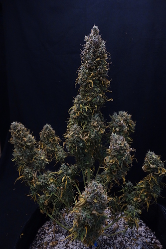 Growreport Bild 10