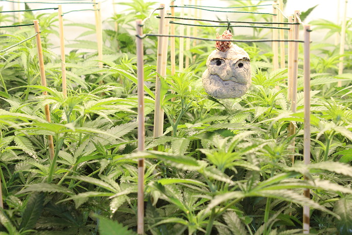 Growreport Bild 8