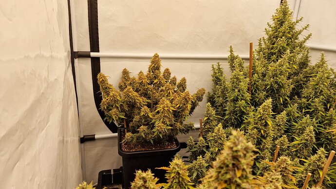 Growreport Bild 1